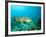 A Goliath Grouper Effortlessly Floats by a Shipwreck Off the Coast Key Largo, Florida-Stocktrek Images-Framed Photographic Print
