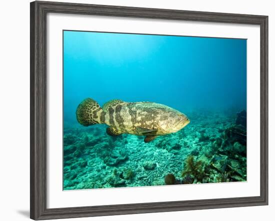 A Goliath Grouper Effortlessly Floats by a Shipwreck Off the Coast Key Largo, Florida-Stocktrek Images-Framed Photographic Print