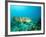 A Goliath Grouper Effortlessly Floats by a Shipwreck Off the Coast Key Largo, Florida-Stocktrek Images-Framed Photographic Print