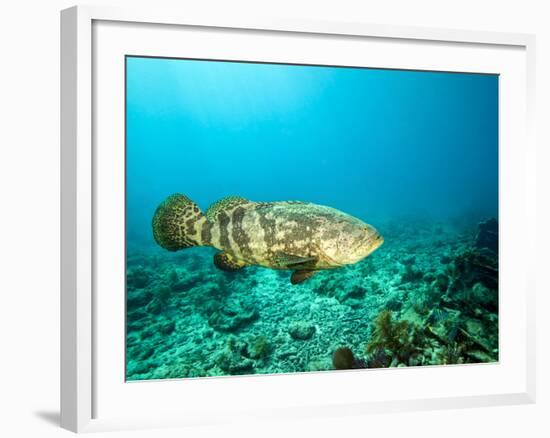 A Goliath Grouper Effortlessly Floats by a Shipwreck Off the Coast Key Largo, Florida-Stocktrek Images-Framed Photographic Print