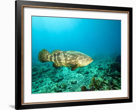 A Goliath Grouper Effortlessly Floats by a Shipwreck Off the Coast Key Largo, Florida-Stocktrek Images-Framed Photographic Print