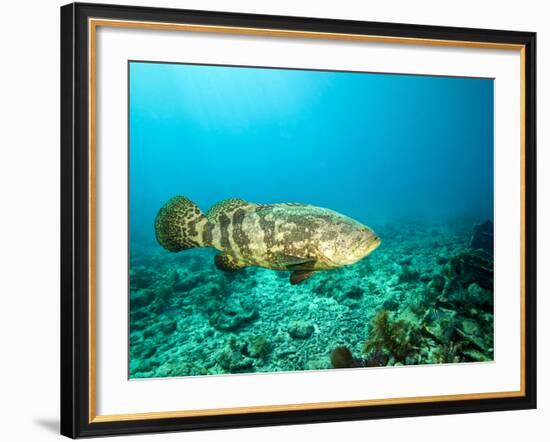 A Goliath Grouper Effortlessly Floats by a Shipwreck Off the Coast Key Largo, Florida-Stocktrek Images-Framed Photographic Print