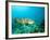 A Goliath Grouper Effortlessly Floats by a Shipwreck Off the Coast Key Largo, Florida-Stocktrek Images-Framed Photographic Print