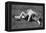 A Good Fall, Wrestling Display, Aldershot, Hampshire, 1896-Gregory & Co-Framed Premier Image Canvas