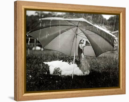 A Goose Takes Cover from the Heavy Rainfall Underneath an Umbrella, Dorset, October 1968-null-Framed Premier Image Canvas