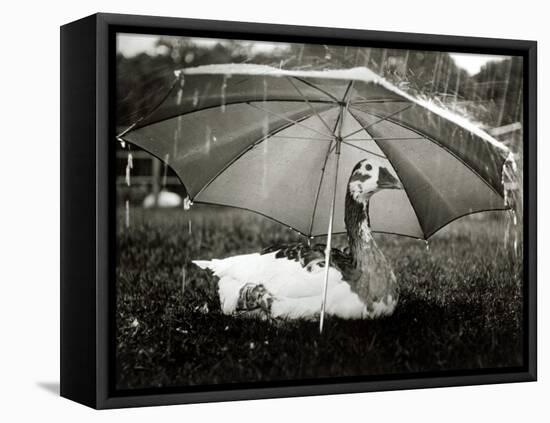 A Goose Takes Cover from the Heavy Rainfall Underneath an Umbrella, Dorset, October 1968-null-Framed Premier Image Canvas