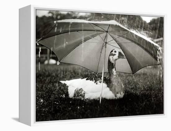 A Goose Takes Cover from the Heavy Rainfall Underneath an Umbrella, Dorset, October 1968-null-Framed Premier Image Canvas