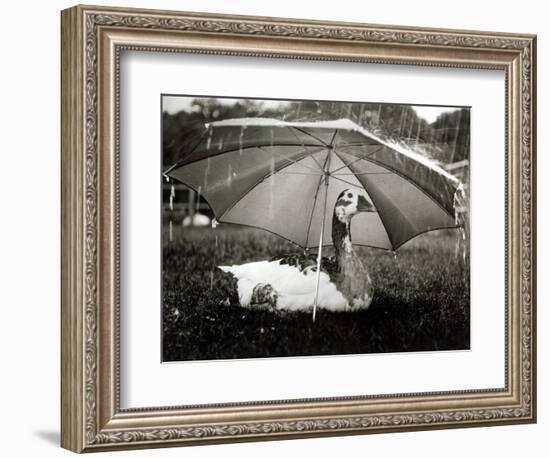 A Goose Takes Cover from the Heavy Rainfall Underneath an Umbrella, Dorset, October 1968-null-Framed Photographic Print