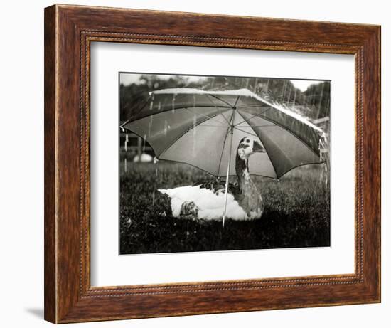 A Goose Takes Cover from the Heavy Rainfall Underneath an Umbrella, Dorset, October 1968-null-Framed Photographic Print