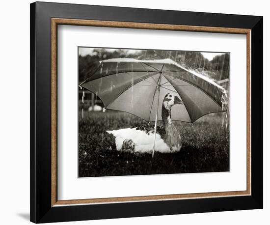 A Goose Takes Cover from the Heavy Rainfall Underneath an Umbrella, Dorset, October 1968-null-Framed Photographic Print