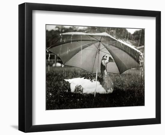 A Goose Takes Cover from the Heavy Rainfall Underneath an Umbrella, Dorset, October 1968-null-Framed Photographic Print