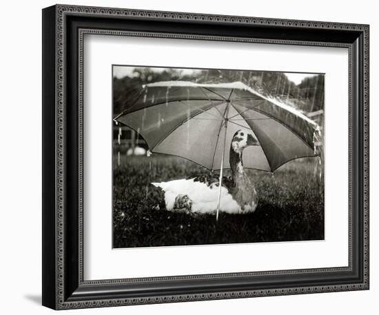 A Goose Takes Cover from the Heavy Rainfall Underneath an Umbrella, Dorset, October 1968-null-Framed Photographic Print