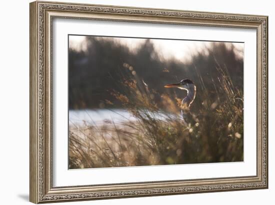 A Gray Heron, Ardea Cinerea, in Grass-Alex Saberi-Framed Photographic Print