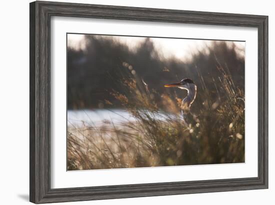 A Gray Heron, Ardea Cinerea, in Grass-Alex Saberi-Framed Photographic Print