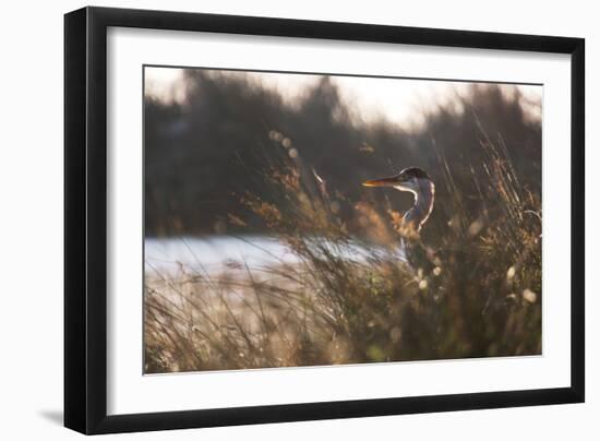 A Gray Heron, Ardea Cinerea, in Grass-Alex Saberi-Framed Photographic Print