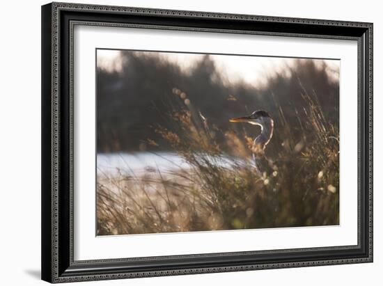 A Gray Heron, Ardea Cinerea, in Grass-Alex Saberi-Framed Photographic Print