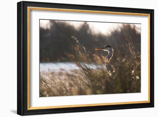 A Gray Heron, Ardea Cinerea, in Grass-Alex Saberi-Framed Photographic Print