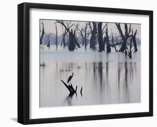 A Gray Heron, Ardea Cinerea, Rests on a Dead Tree in a Lake-Alex Saberi-Framed Photographic Print