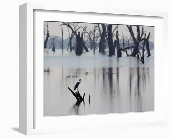 A Gray Heron, Ardea Cinerea, Rests on a Dead Tree in a Lake-Alex Saberi-Framed Photographic Print