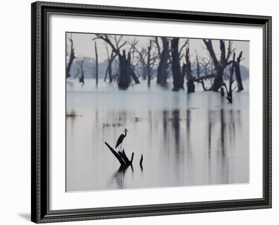 A Gray Heron, Ardea Cinerea, Rests on a Dead Tree in a Lake-Alex Saberi-Framed Photographic Print