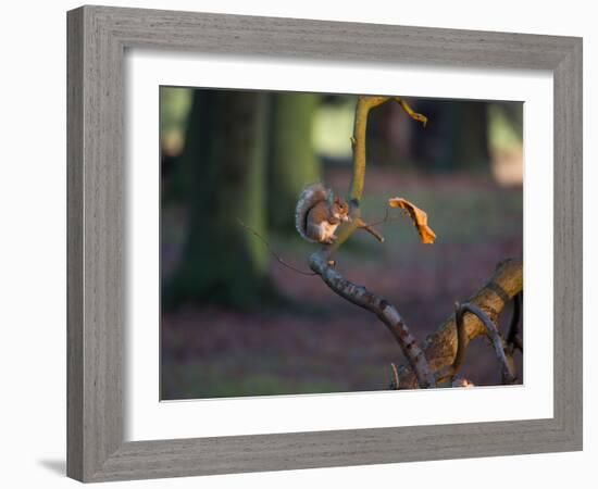 A Gray Squirrel Eats a Nut on a Fallen Tree Branch in Richmond Park-Alex Saberi-Framed Photographic Print