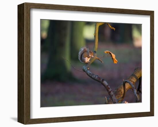 A Gray Squirrel Eats a Nut on a Fallen Tree Branch in Richmond Park-Alex Saberi-Framed Photographic Print