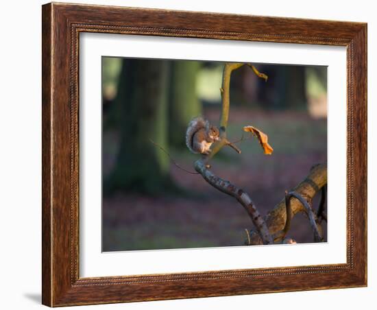 A Gray Squirrel Eats a Nut on a Fallen Tree Branch in Richmond Park-Alex Saberi-Framed Photographic Print