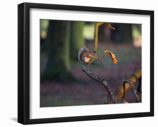 A Gray Squirrel Eats a Nut on a Fallen Tree Branch in Richmond Park-Alex Saberi-Framed Photographic Print