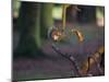 A Gray Squirrel Eats a Nut on a Fallen Tree Branch in Richmond Park-Alex Saberi-Mounted Photographic Print