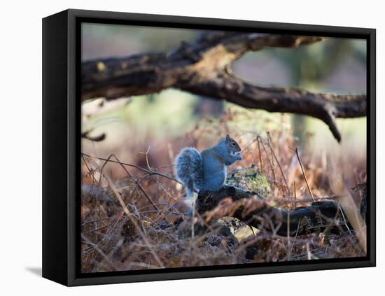 A Gray Squirrel Eats a Nut on a Fallen Tree Branch in Richmond Park-Alex Saberi-Framed Premier Image Canvas