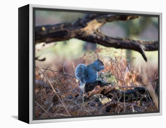 A Gray Squirrel Eats a Nut on a Fallen Tree Branch in Richmond Park-Alex Saberi-Framed Premier Image Canvas