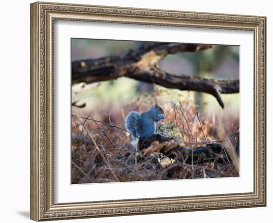 A Gray Squirrel Eats a Nut on a Fallen Tree Branch in Richmond Park-Alex Saberi-Framed Photographic Print