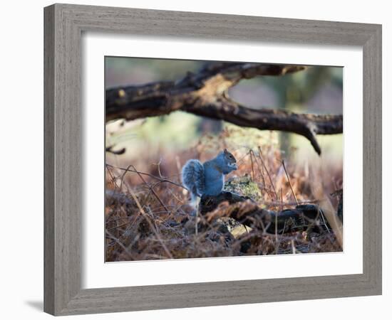 A Gray Squirrel Eats a Nut on a Fallen Tree Branch in Richmond Park-Alex Saberi-Framed Photographic Print