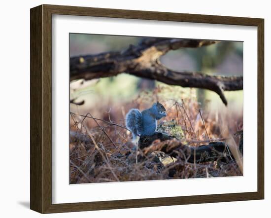 A Gray Squirrel Eats a Nut on a Fallen Tree Branch in Richmond Park-Alex Saberi-Framed Photographic Print