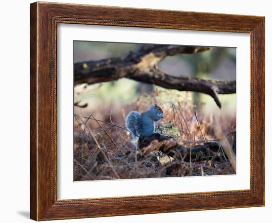 A Gray Squirrel Eats a Nut on a Fallen Tree Branch in Richmond Park-Alex Saberi-Framed Photographic Print