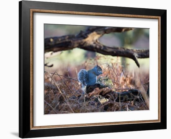 A Gray Squirrel Eats a Nut on a Fallen Tree Branch in Richmond Park-Alex Saberi-Framed Photographic Print