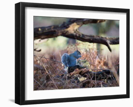 A Gray Squirrel Eats a Nut on a Fallen Tree Branch in Richmond Park-Alex Saberi-Framed Photographic Print