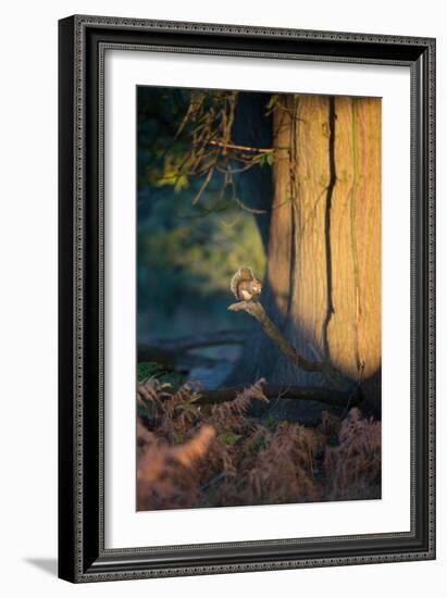 A Gray Squirrel Feeds in the Autumn Foliage of Richmond Park-Alex Saberi-Framed Photographic Print