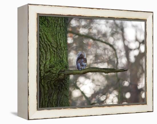 A Gray Squirrel Nibbles Nuts on a Tree Branch in Richmond Park-Alex Saberi-Framed Premier Image Canvas