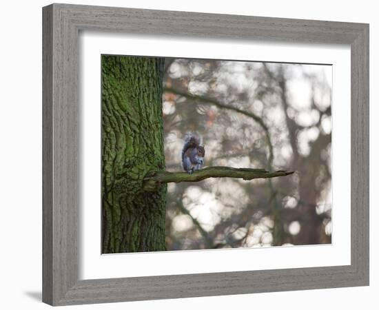 A Gray Squirrel Nibbles Nuts on a Tree Branch in Richmond Park-Alex Saberi-Framed Photographic Print