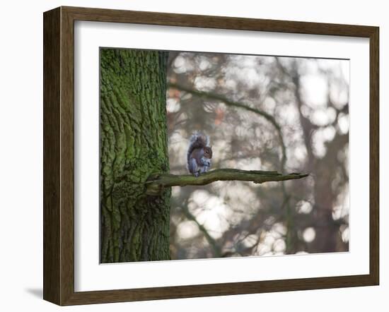 A Gray Squirrel Nibbles Nuts on a Tree Branch in Richmond Park-Alex Saberi-Framed Photographic Print