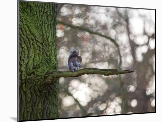 A Gray Squirrel Nibbles Nuts on a Tree Branch in Richmond Park-Alex Saberi-Mounted Photographic Print