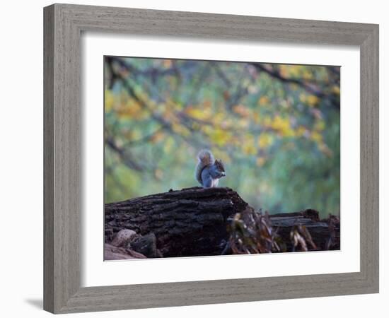 A Gray Squirrel, Sciurus Carolinensis, Sits on a Log Eating Nuts in Autumn-Alex Saberi-Framed Photographic Print