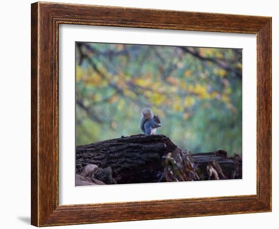 A Gray Squirrel, Sciurus Carolinensis, Sits on a Log Eating Nuts in Autumn-Alex Saberi-Framed Photographic Print