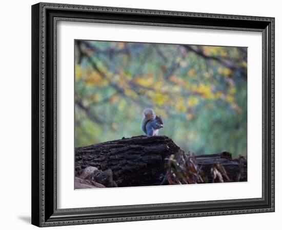 A Gray Squirrel, Sciurus Carolinensis, Sits on a Log Eating Nuts in Autumn-Alex Saberi-Framed Photographic Print