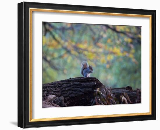 A Gray Squirrel, Sciurus Carolinensis, Sits on a Log Eating Nuts in Autumn-Alex Saberi-Framed Photographic Print