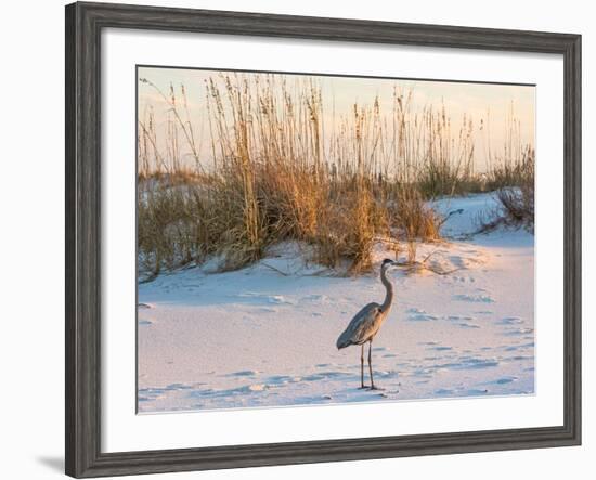 A Great Blue Heron Walks on Fort Pickens Beach in the Gulf Islands National Seashore, Florida.-Colin D Young-Framed Photographic Print