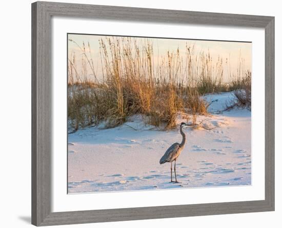 A Great Blue Heron Walks on Fort Pickens Beach in the Gulf Islands National Seashore, Florida.-Colin D Young-Framed Photographic Print