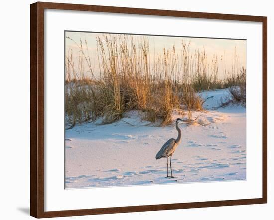A Great Blue Heron Walks on Fort Pickens Beach in the Gulf Islands National Seashore, Florida.-Colin D Young-Framed Photographic Print