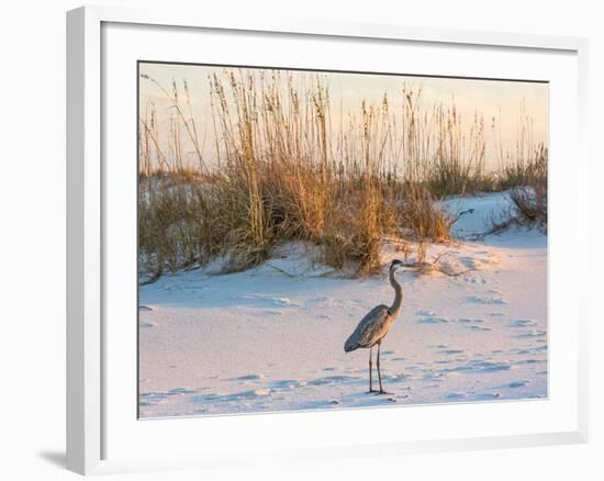 A Great Blue Heron Walks on Fort Pickens Beach in the Gulf Islands National Seashore, Florida.-Colin D Young-Framed Photographic Print